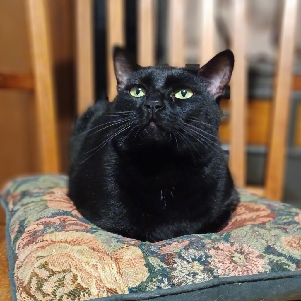 Enlarge Misty 2, a Adoptable mixed breed in Bulverde, TX image 2/2