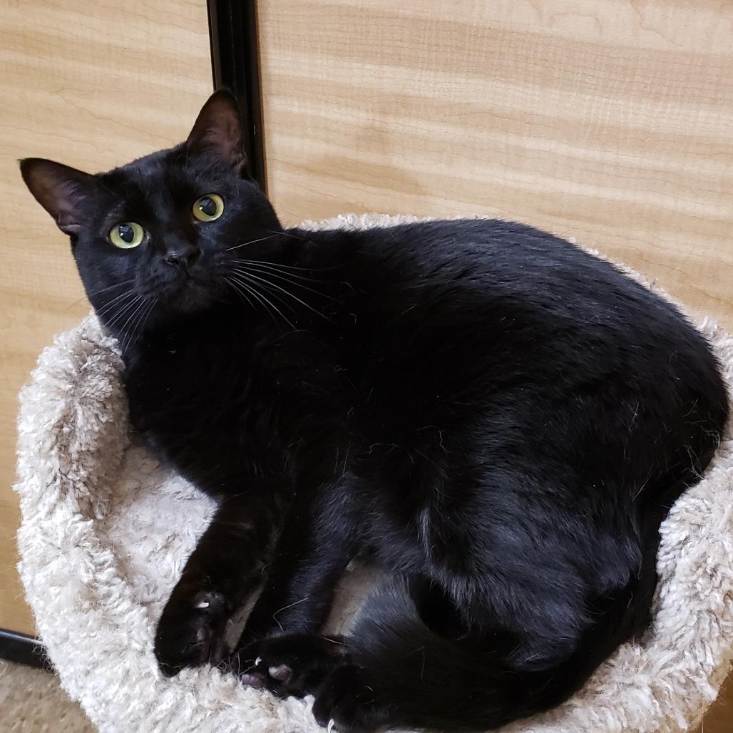 Enlarge Misty 2, a Adoptable mixed breed in Bulverde, TX image 5/5