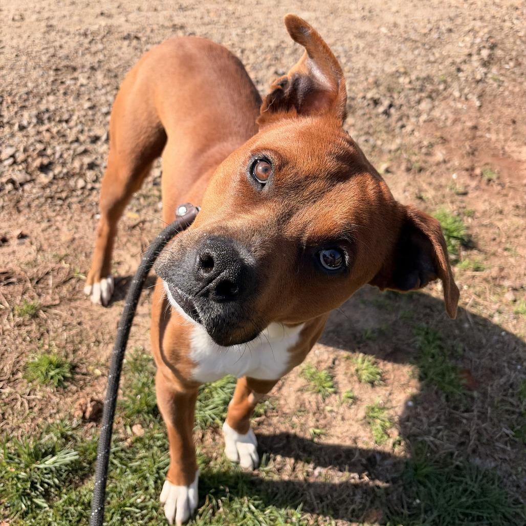 Banx, Adoptable, Adult Male Boxer & American Staffordshire Terrier.