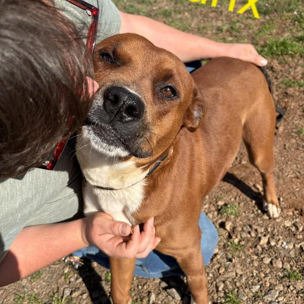 Enlarge Banx, a Adoptable mixed breed in Franklin, NC image 2/2