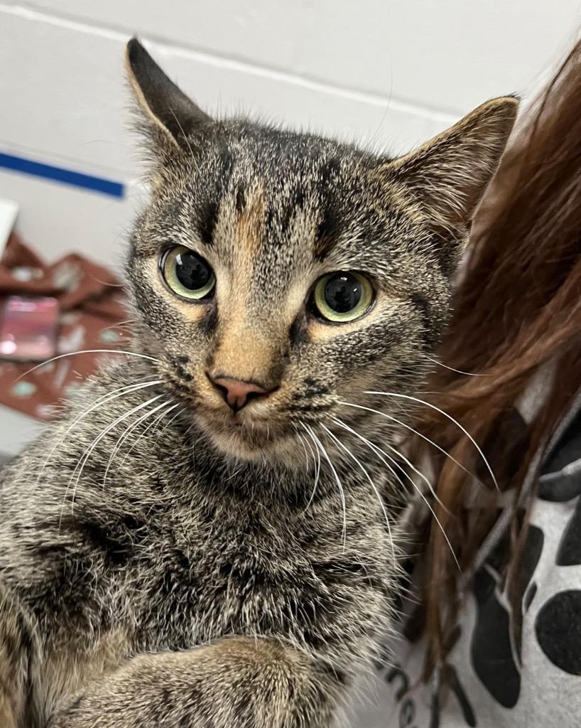 Niko, Adoptable, Young Female Domestic Short Hair.