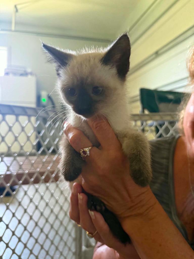Magnolia SF, Adoptable, Kitten Female Siamese.
