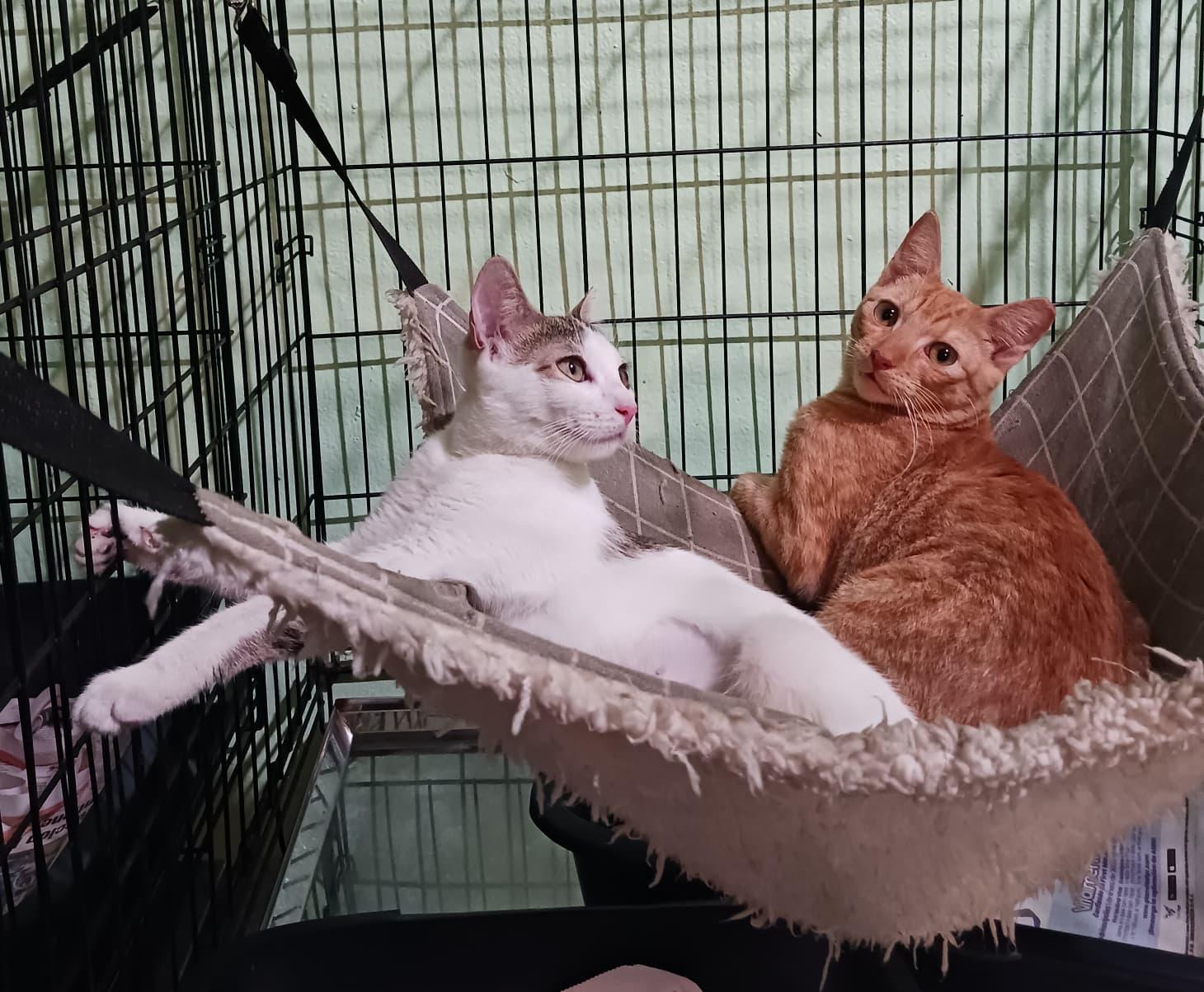 Enlarge Sunshine, an adopted Domestic Short Hair in San Juan, PR image 1/5