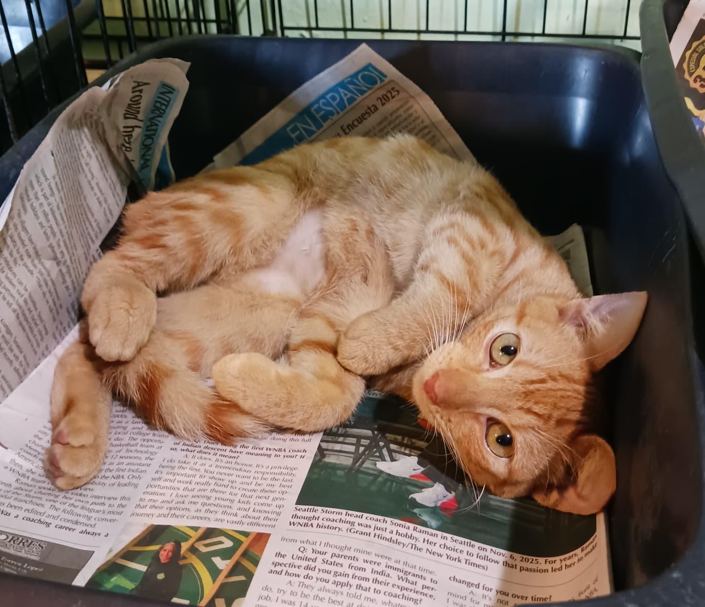 Enlarge Sunshine, an adopted Domestic Short Hair in San Juan, PR image 2/5