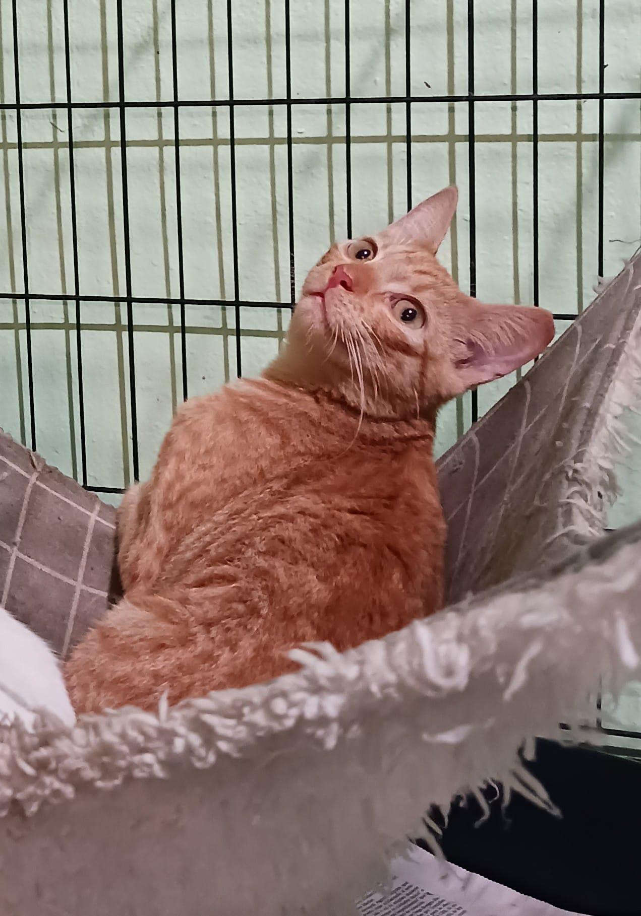 Enlarge Sunshine, an adopted Domestic Short Hair in San Juan, PR image 3/5