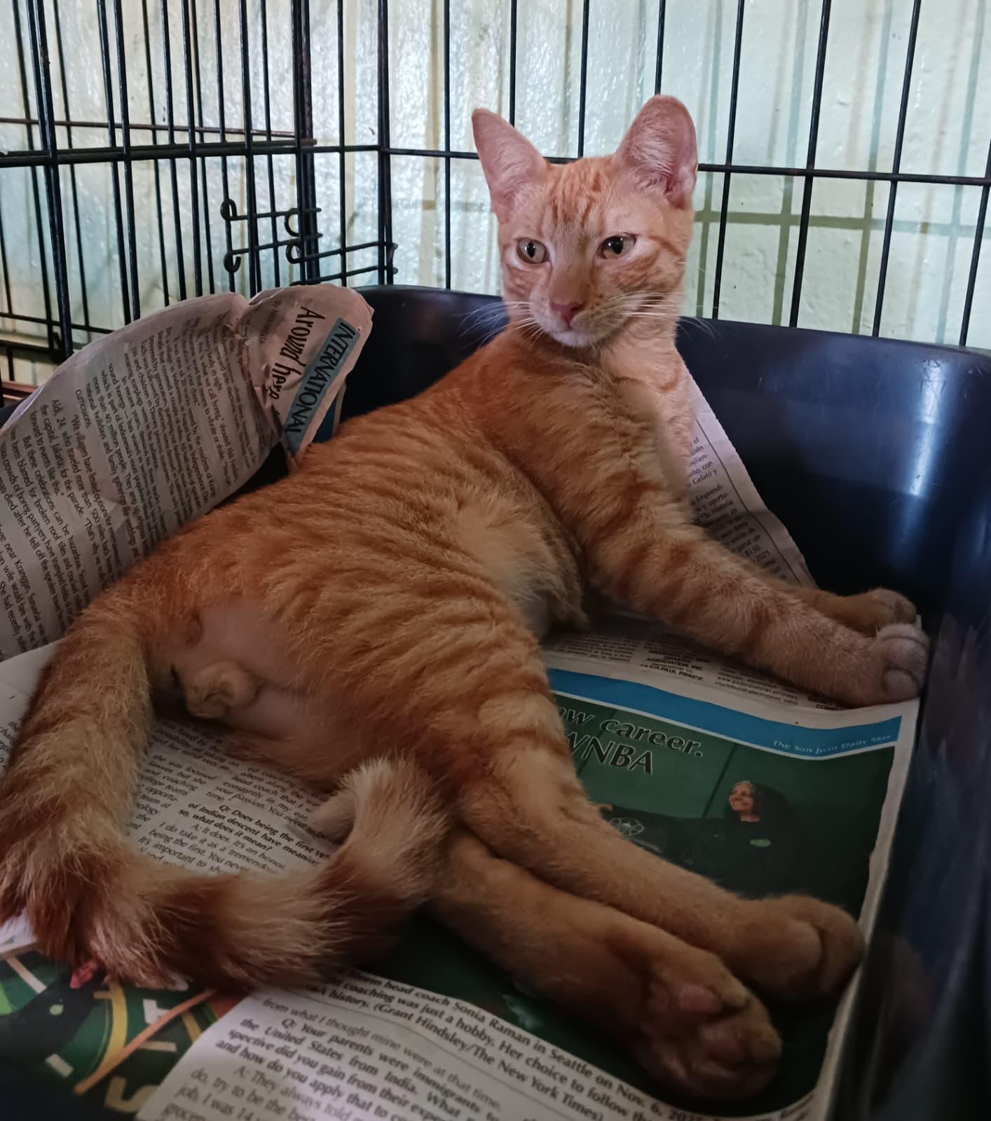 Enlarge Sunshine, an adopted Domestic Short Hair in San Juan, PR image 4/5