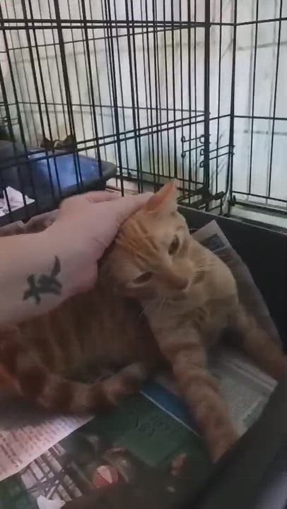 Enlarge Sunshine, an adopted Domestic Short Hair in San Juan, PR video 5/5