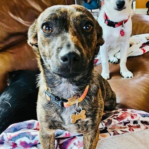 Enlarge Molly, a Adoptable Chiweenie in Willowbrook, IL image 3/6