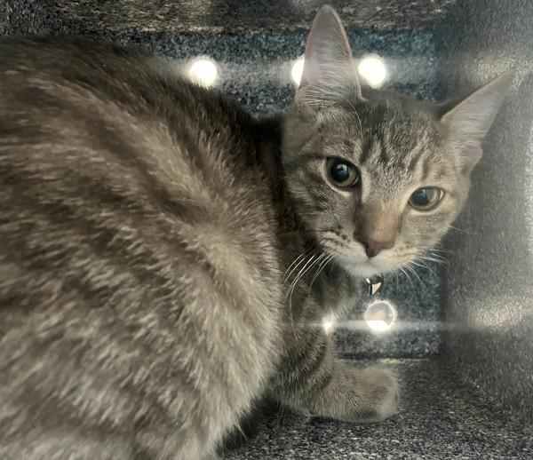 Milo, Adoptable, Kitten Male Domestic Short Hair.