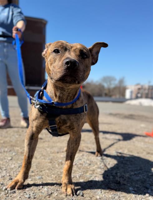 LUNA, Adoptable, Young Female Pit Bull Terrier.