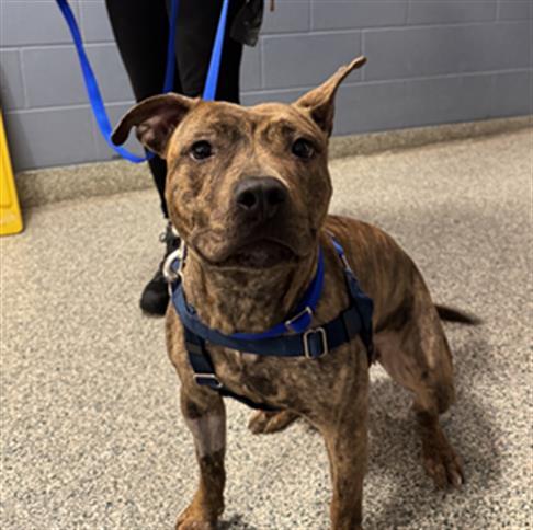 Enlarge LUNA, a Adoptable Pit Bull Terrier in Boston, MA image 1/1