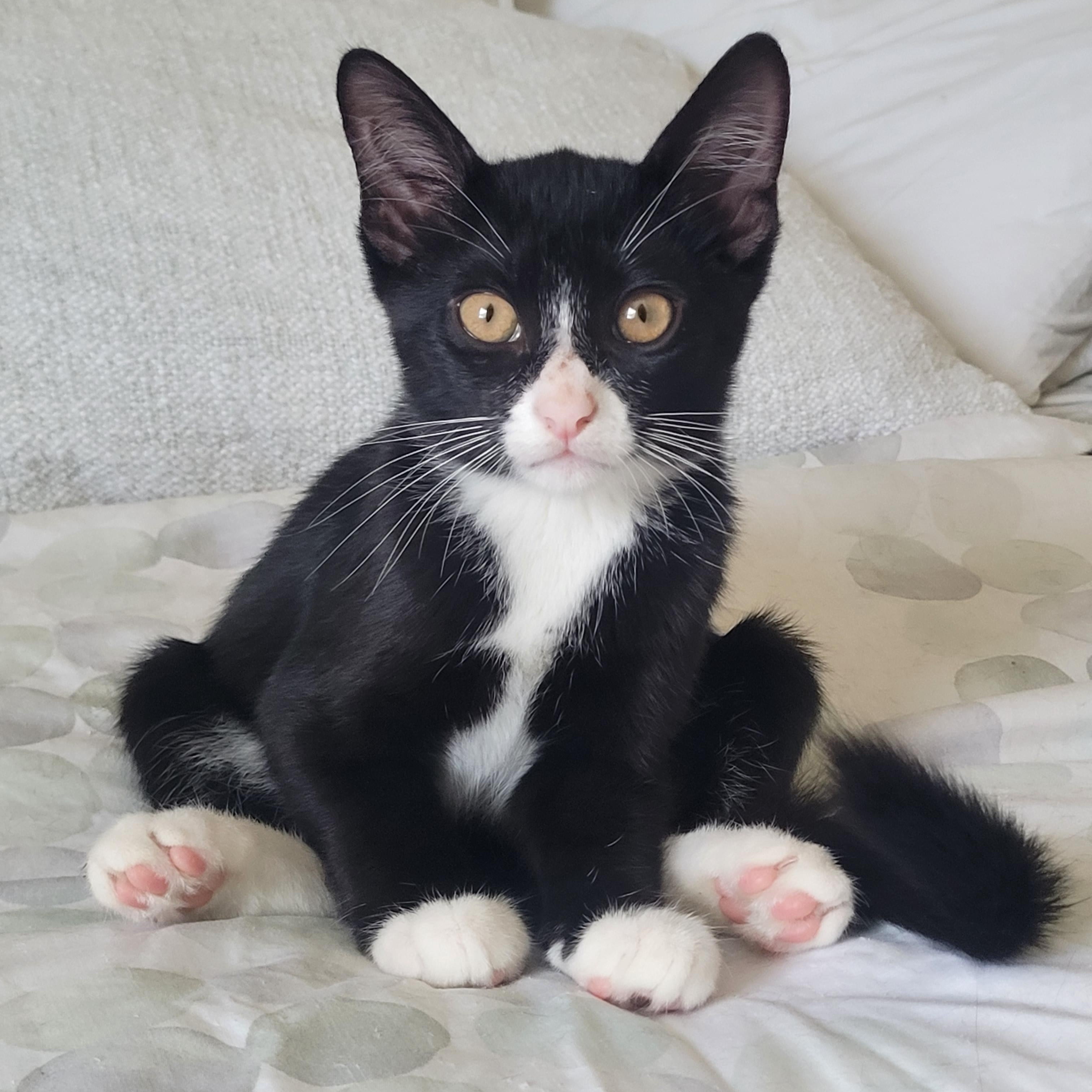 Mars (js), Adopted, Kitten Female Domestic Short Hair.
