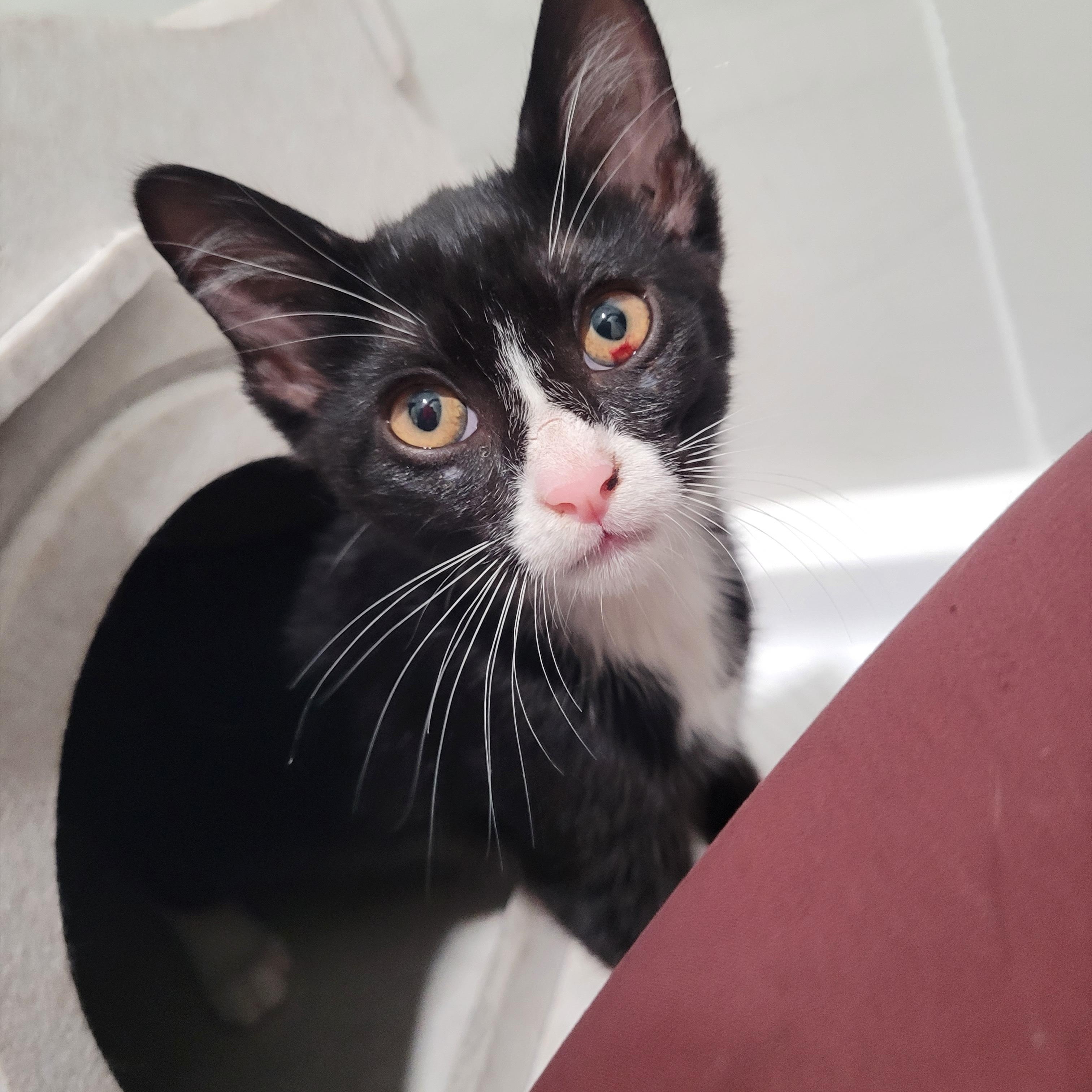 Enlarge Mars (js), a Adopted Domestic Short Hair in Woodland Hills, CA image 5/6