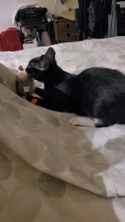 Enlarge Mars (js), a Adopted Domestic Short Hair in Woodland Hills, CA video 2/6