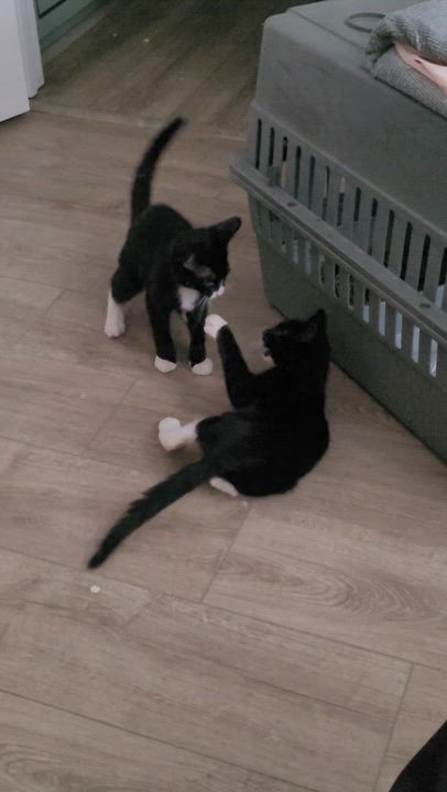 Enlarge Mars (js), a Adopted Domestic Short Hair in Woodland Hills, CA video 4/6