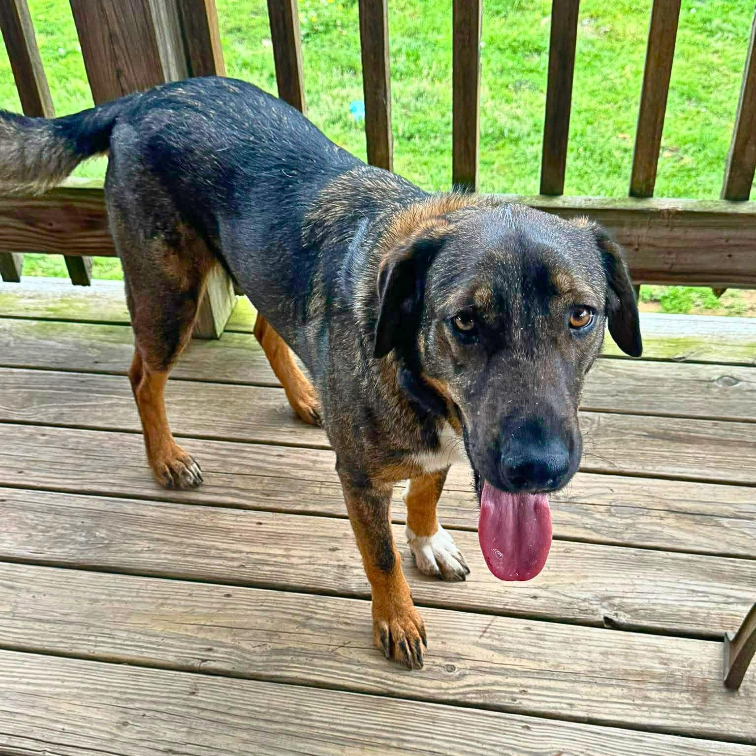 Brooklyn, an adoption pending mixed breed in South Windsor, CT image 4/6