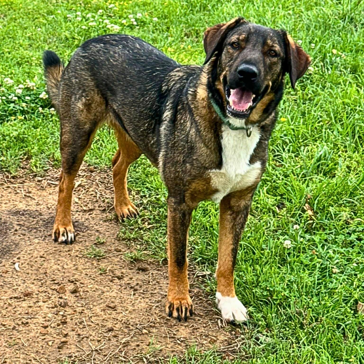 Brooklyn, an adoption pending mixed breed in South Windsor, CT image 6/6