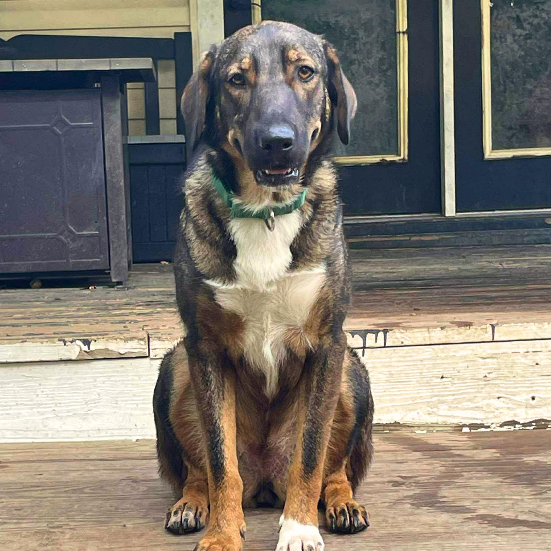 Brooklyn, ADOPTABLE, Adult Female Shepherd & Labrador Retriever.