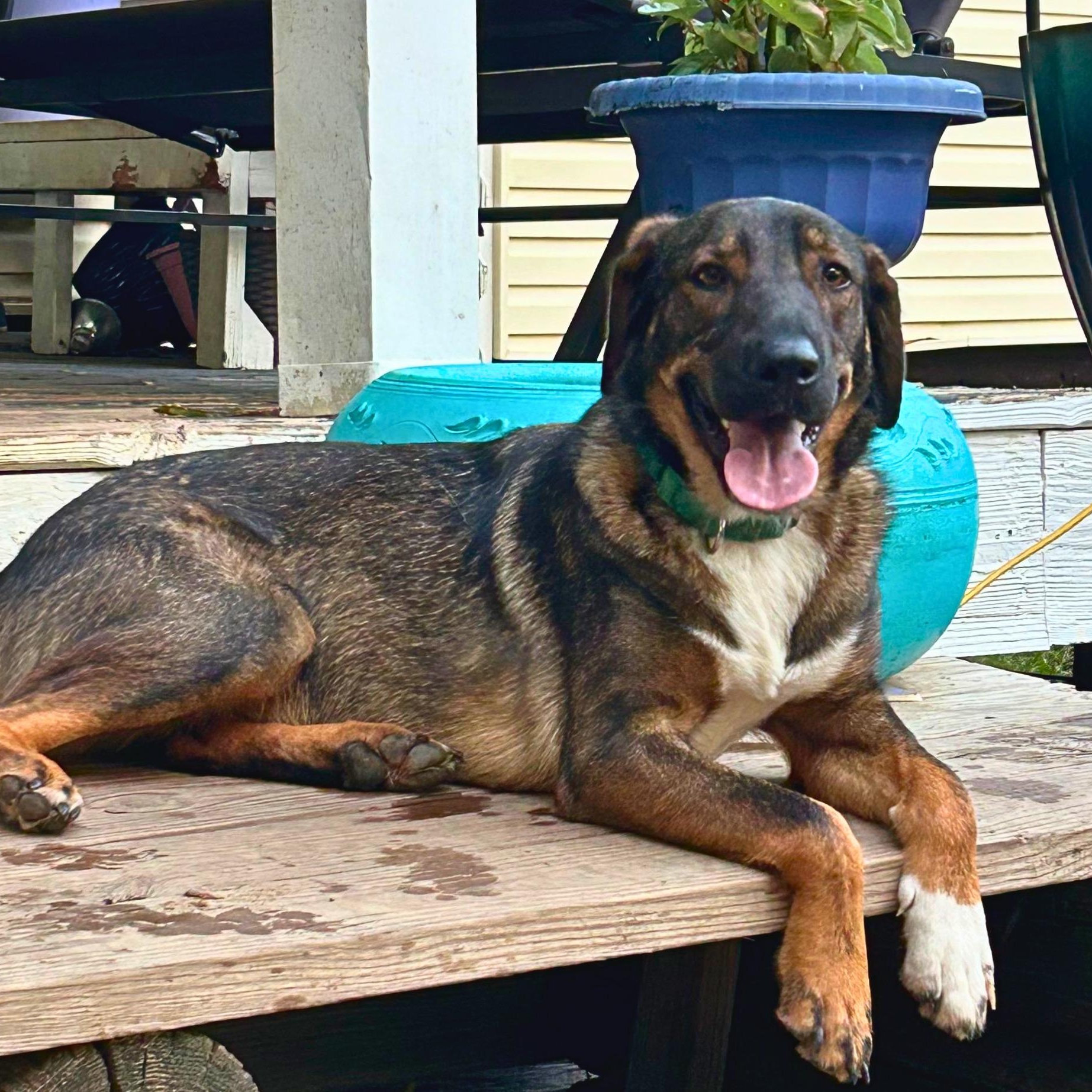 Brooklyn, an adoption pending mixed breed in South Windsor, CT image 2/6