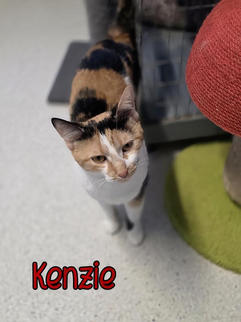 Enlarge Kenzie, a Adoptable mixed breed in Port Clinton, OH image 1/5