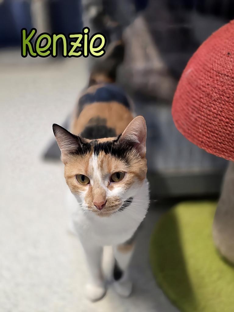 Enlarge Kenzie, a Adoptable mixed breed in Port Clinton, OH image 3/5