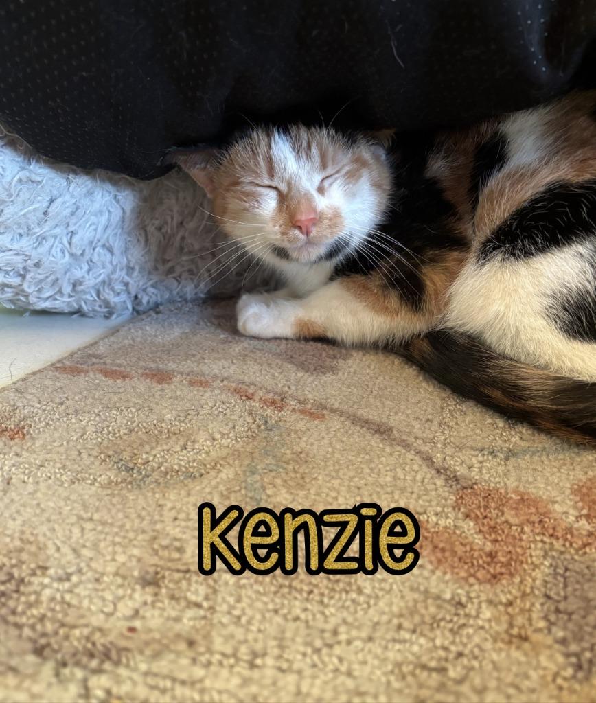 Enlarge Kenzie, a Adoptable mixed breed in Port Clinton, OH image 4/5