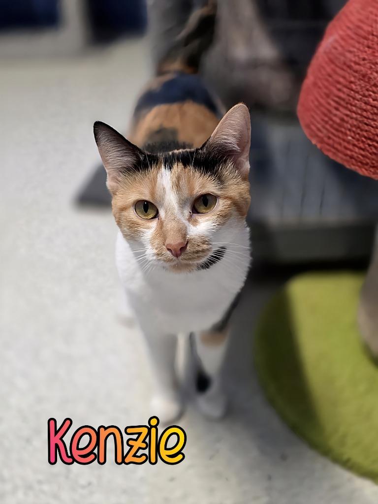 Enlarge Kenzie, a Adoptable mixed breed in Port Clinton, OH image 5/5