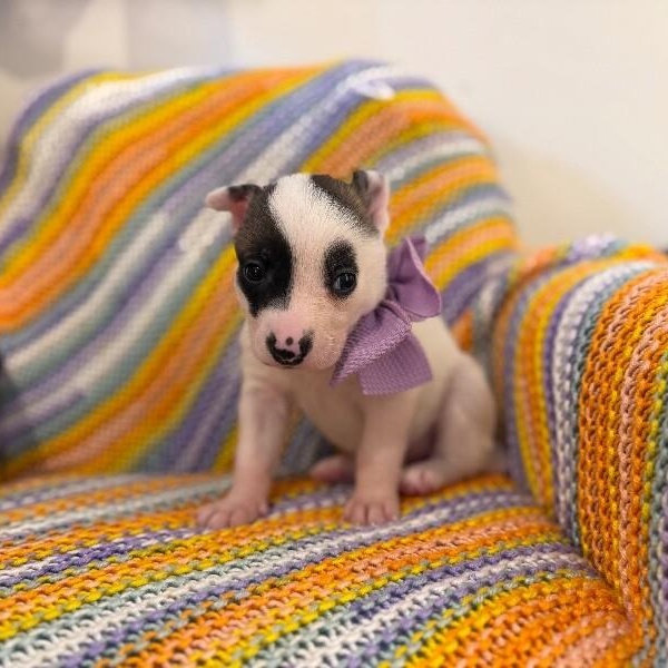 Pearl White — thumbnail 3