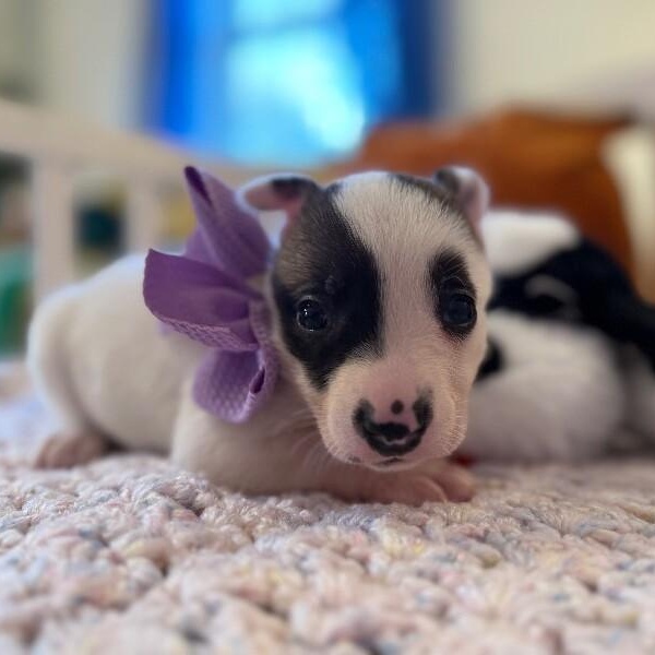 Pearl White — thumbnail 5