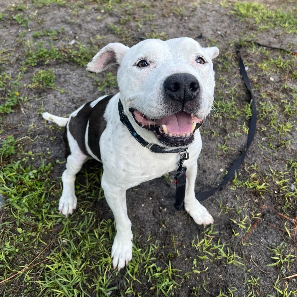 Ripley, Adoptable, Senior Male Mixed Breed.