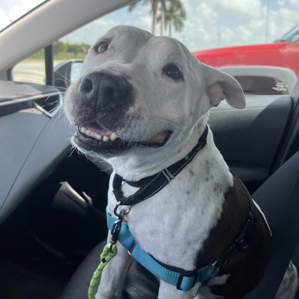 Enlarge Ripley, a Adoptable Mixed Breed in Naples, FL image 2/5