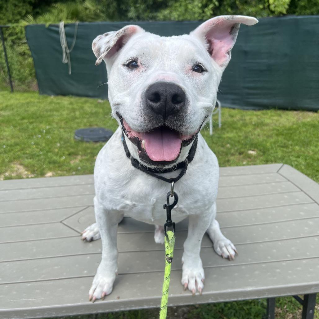 Enlarge Ripley, a Adoptable Mixed Breed in Naples, FL image 3/5