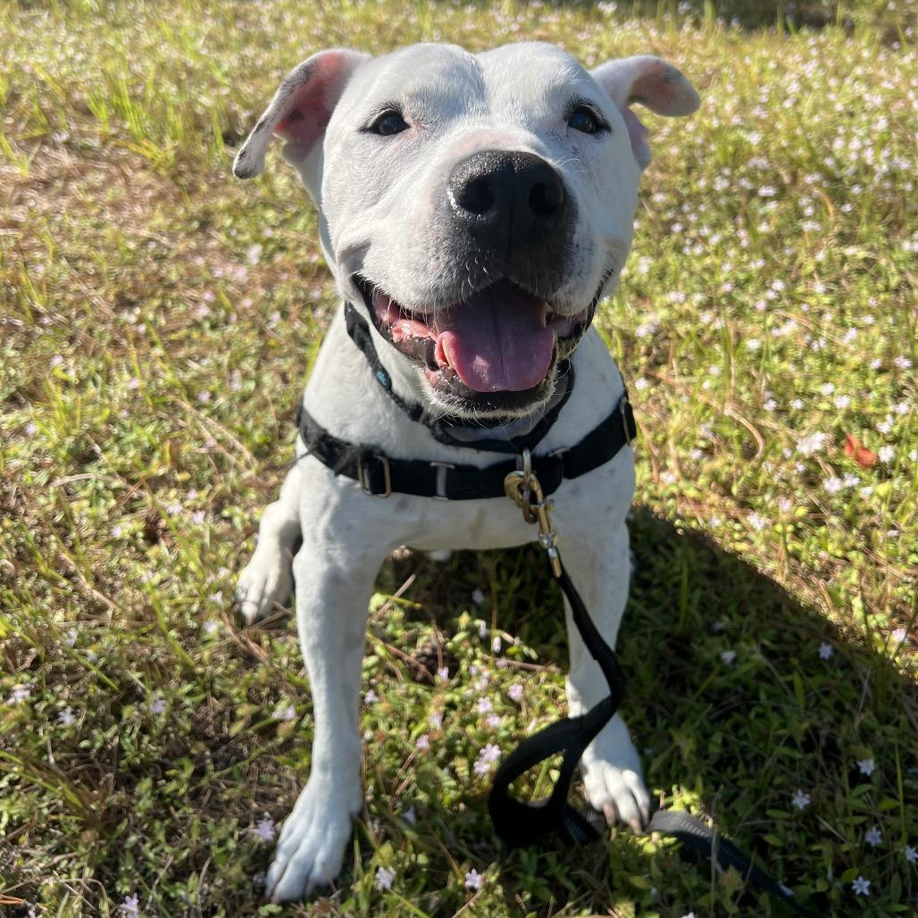 Enlarge Ripley, a Adoptable Mixed Breed in Naples, FL image 4/5