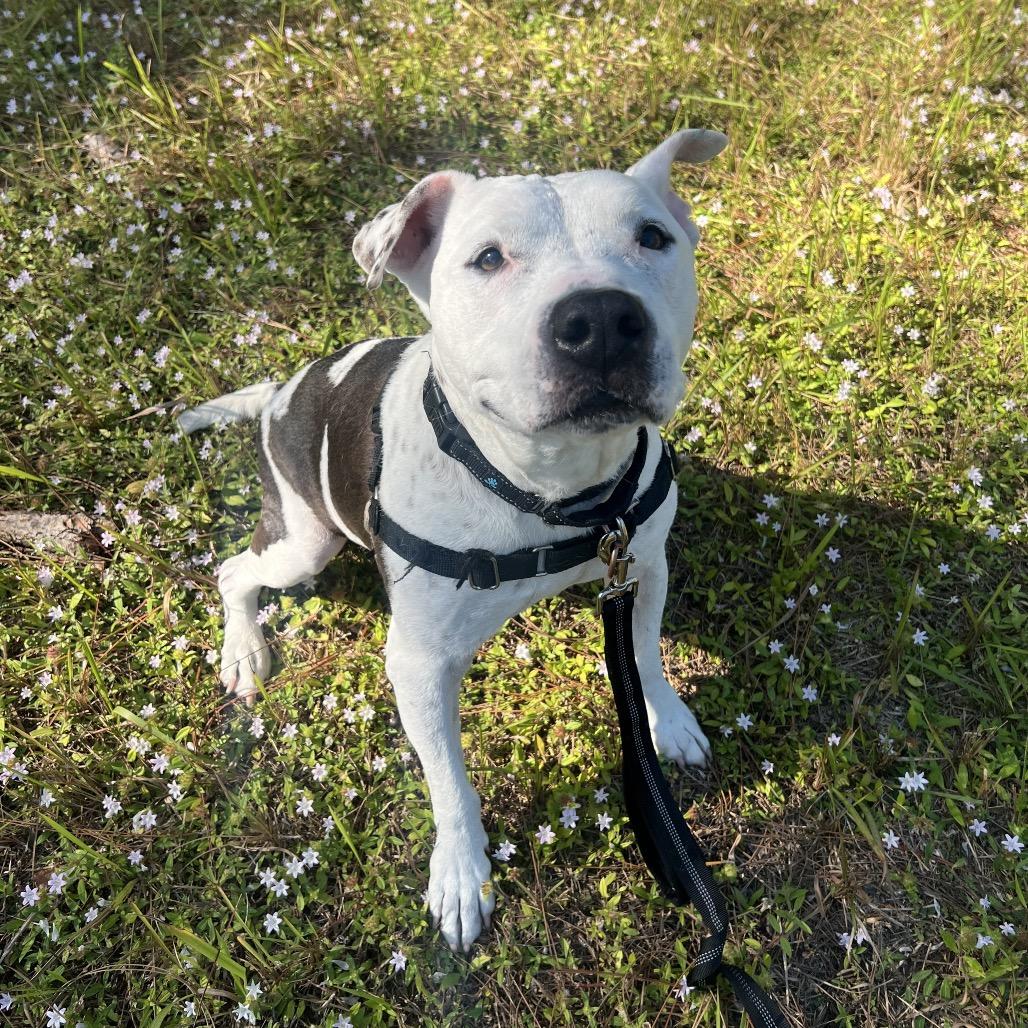 Enlarge Ripley, a Adoptable Mixed Breed in Naples, FL image 5/5