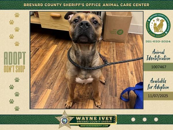 Gavin, Adoptable, Adult Male Mixed Breed.