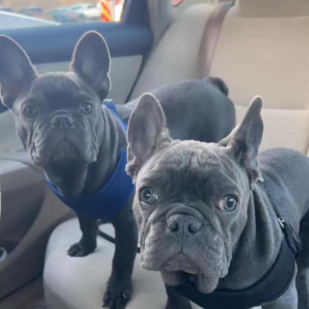 Gordo, Adoptable, Adult Male French Bulldog.