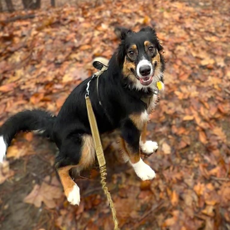 MISS BLUE, an adoptable mixed breed in Burton, MI image 4/6