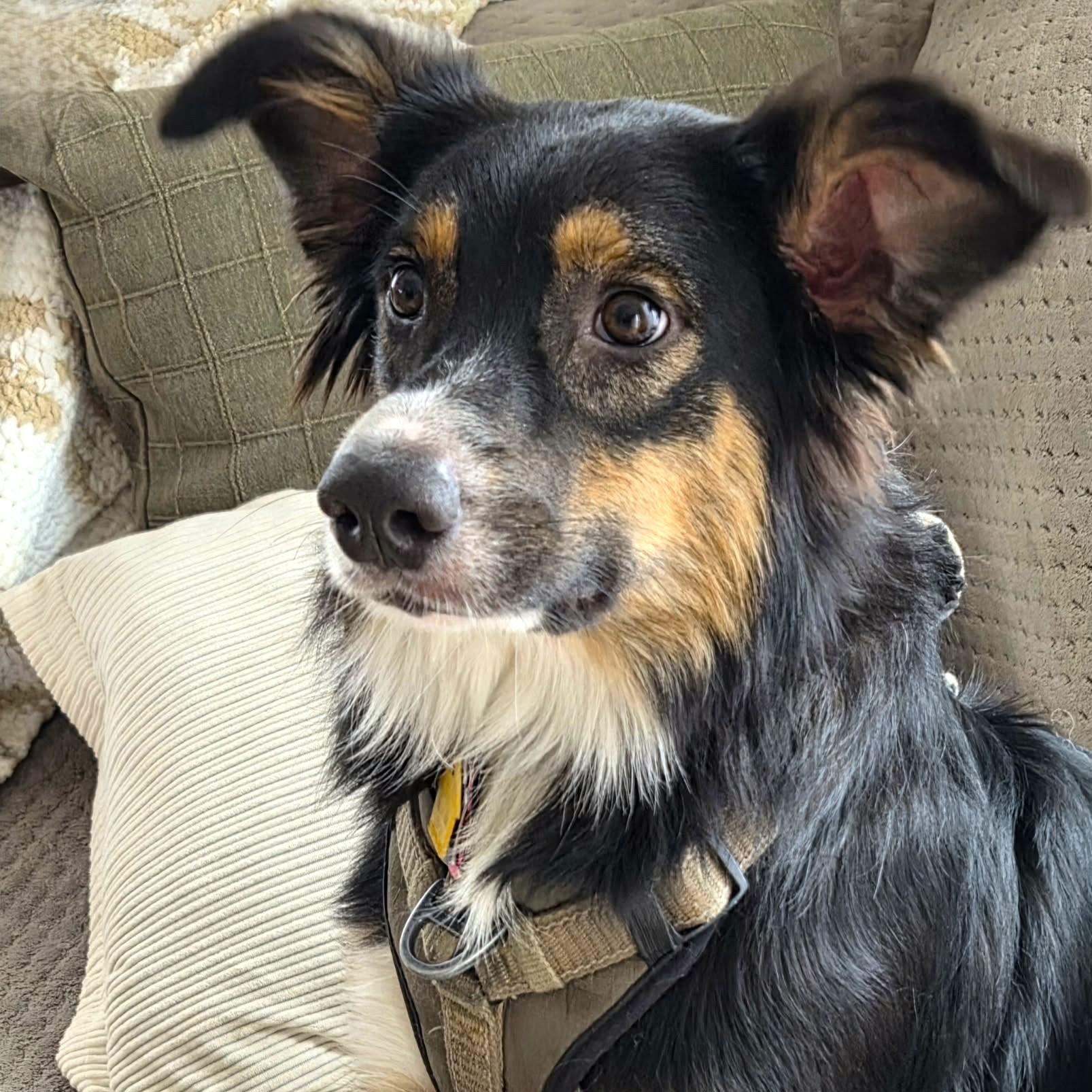 MISS BLUE, an adoptable mixed breed in Burton, MI image 2/6