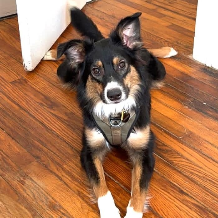 MISS BLUE, an adoptable mixed breed in Burton, MI image 5/6