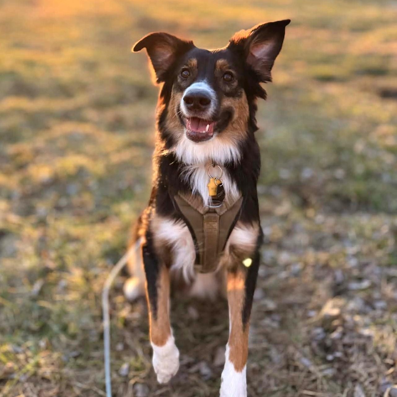 MISS BLUE, an adoptable mixed breed in Burton, MI image 3/6