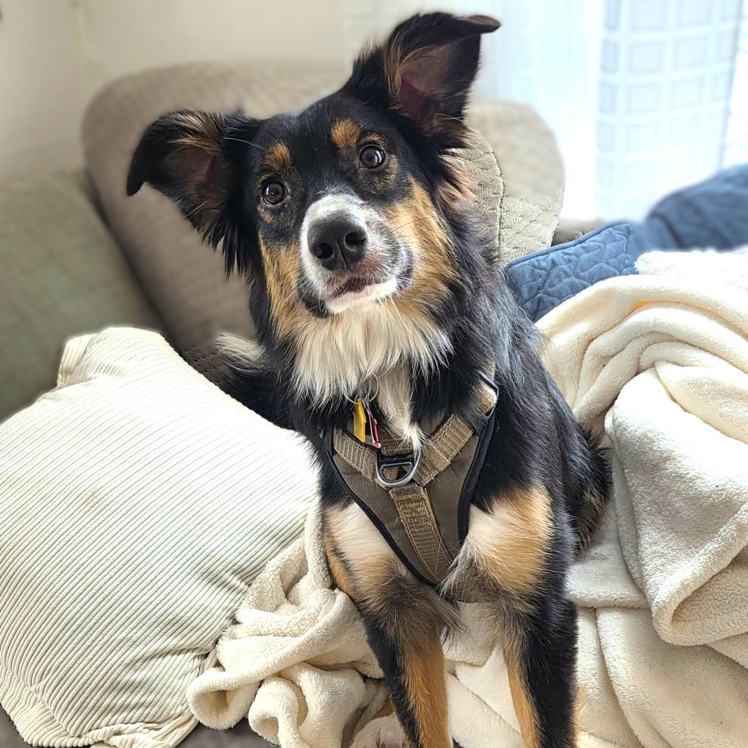 MISS BLUE, an adoptable mixed breed in Burton, MI image 6/6