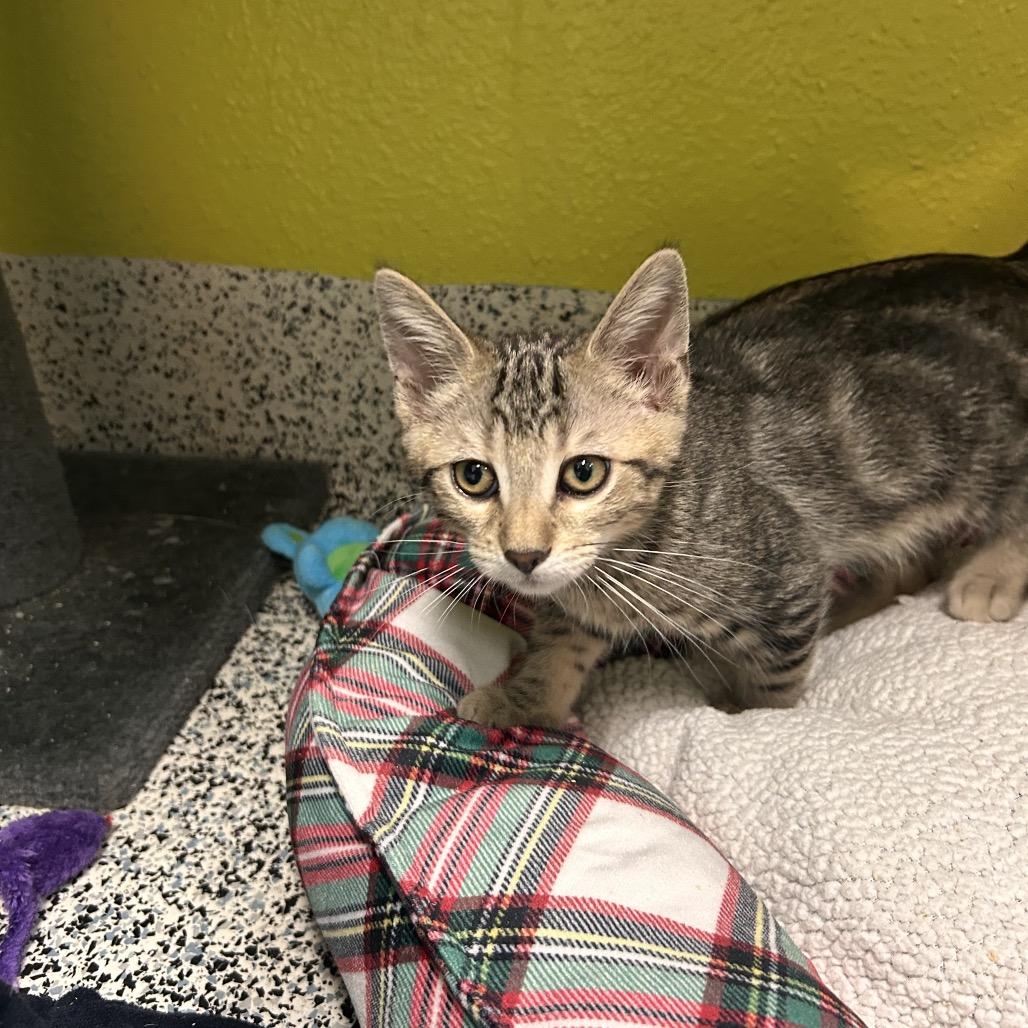Enlarge Jameson, a Adoptable Domestic Medium Hair in Fresno, CA image 1/4