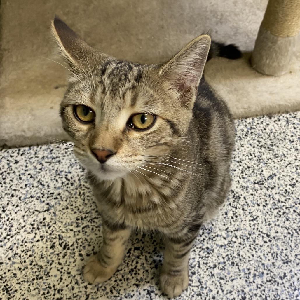 Enlarge Jameson, a Adoptable Domestic Medium Hair in Fresno, CA image 2/4