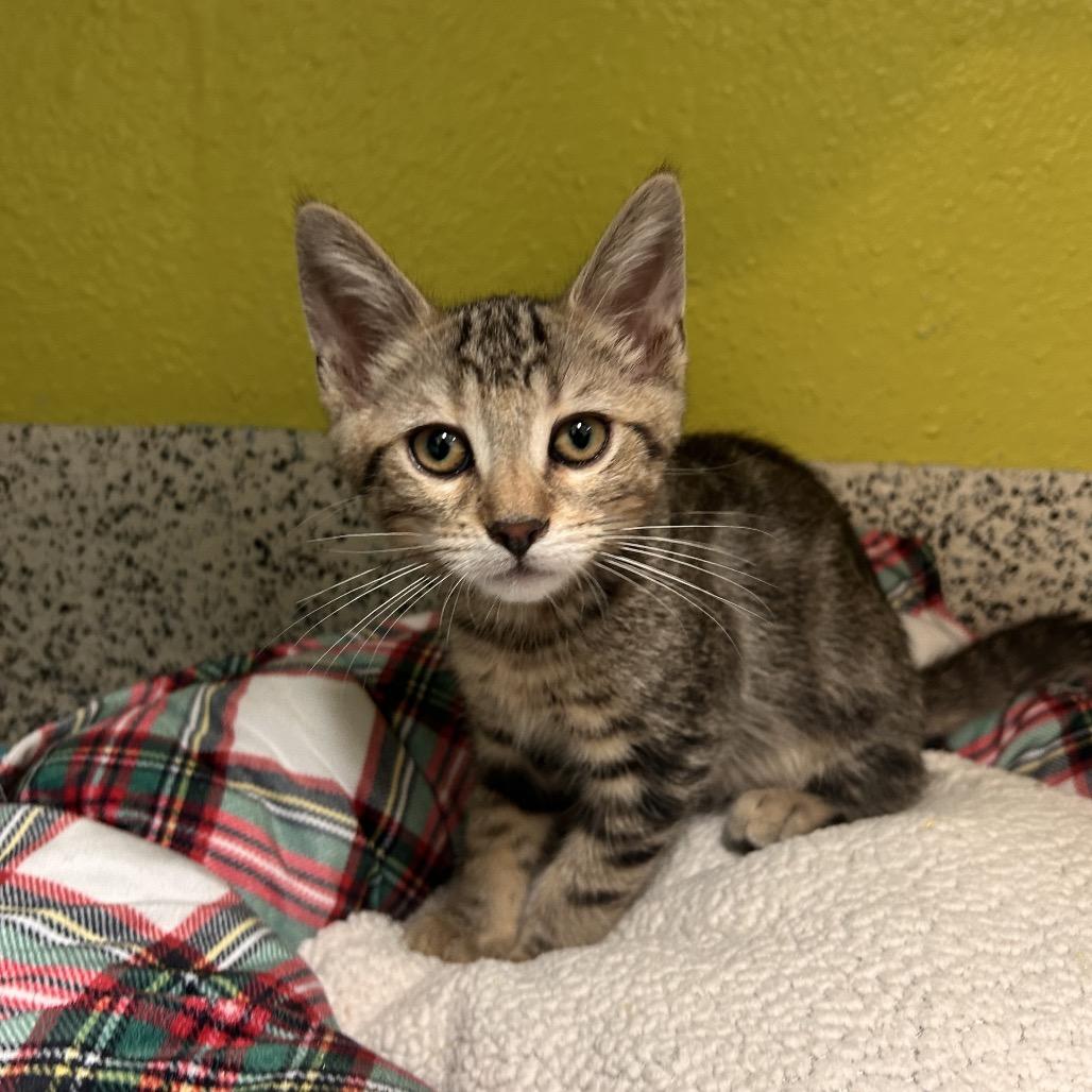 Enlarge Jameson, a Adoptable Domestic Medium Hair in Fresno, CA image 3/4