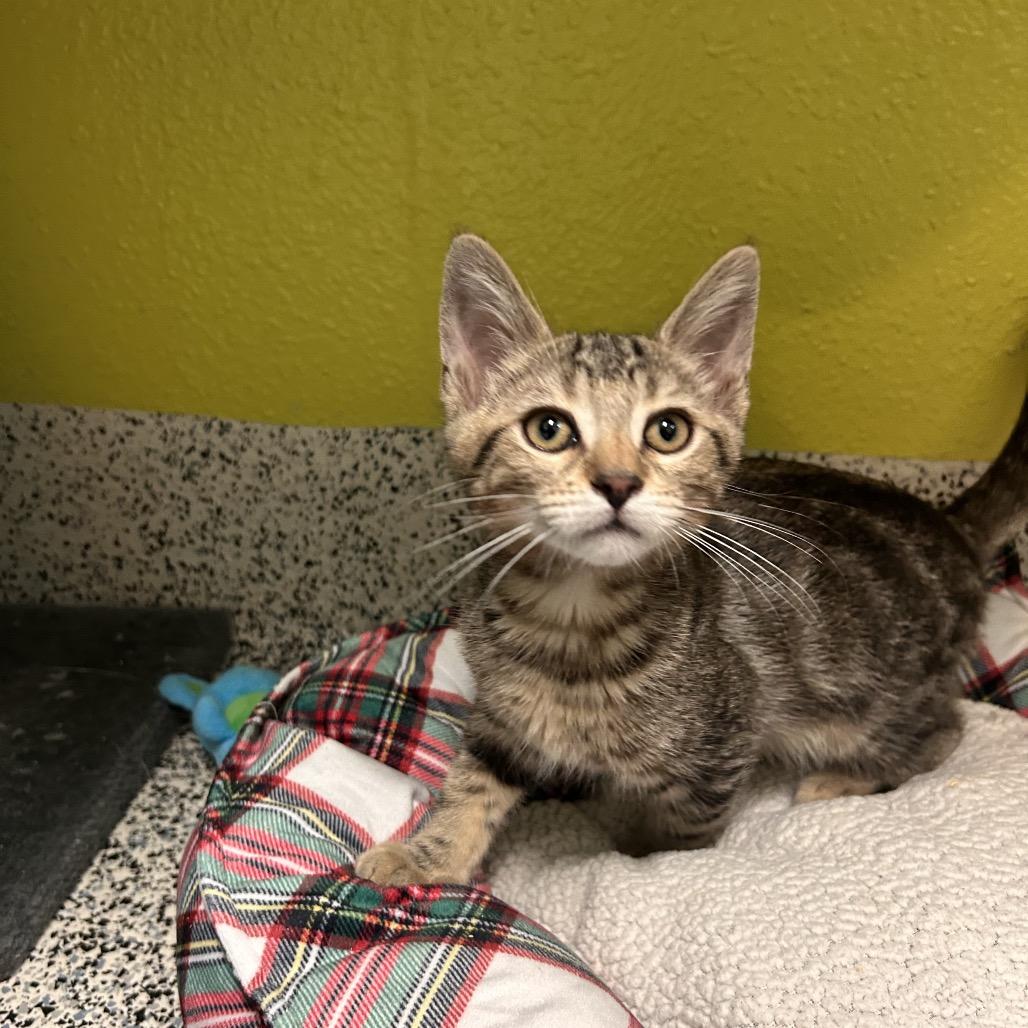Enlarge Jameson, a Adoptable Domestic Medium Hair in Fresno, CA image 4/4