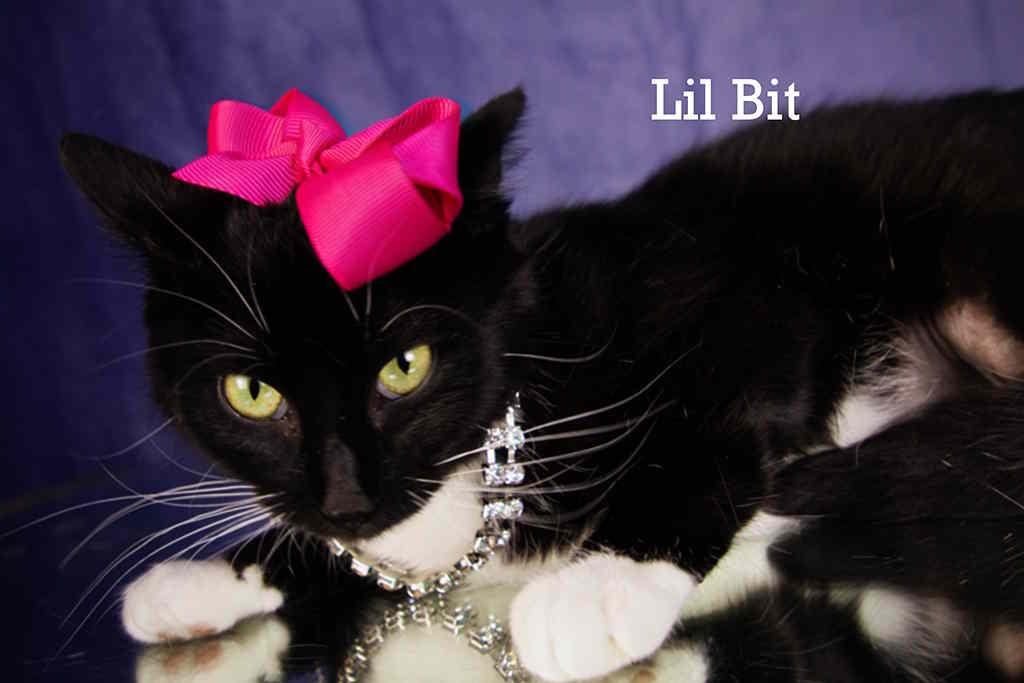 Enlarge Lil Bit, a Adopted Domestic Short Hair in York, NE image 1/4