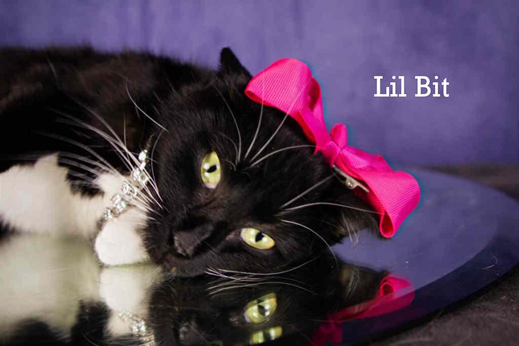 Enlarge Lil Bit, a Adopted Domestic Short Hair in York, NE image 3/4
