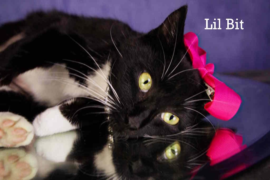 Enlarge Lil Bit, a Adopted Domestic Short Hair in York, NE image 4/4
