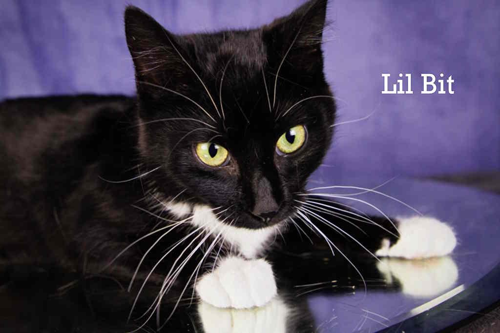 Enlarge Lil Bit, a Adopted Domestic Short Hair in York, NE image 2/4