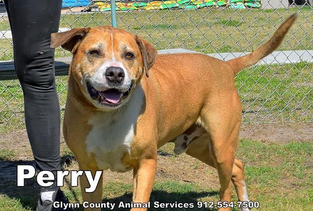 Enlarge PERRY, a Adoptable mixed breed in Brunswick, GA image 1/2